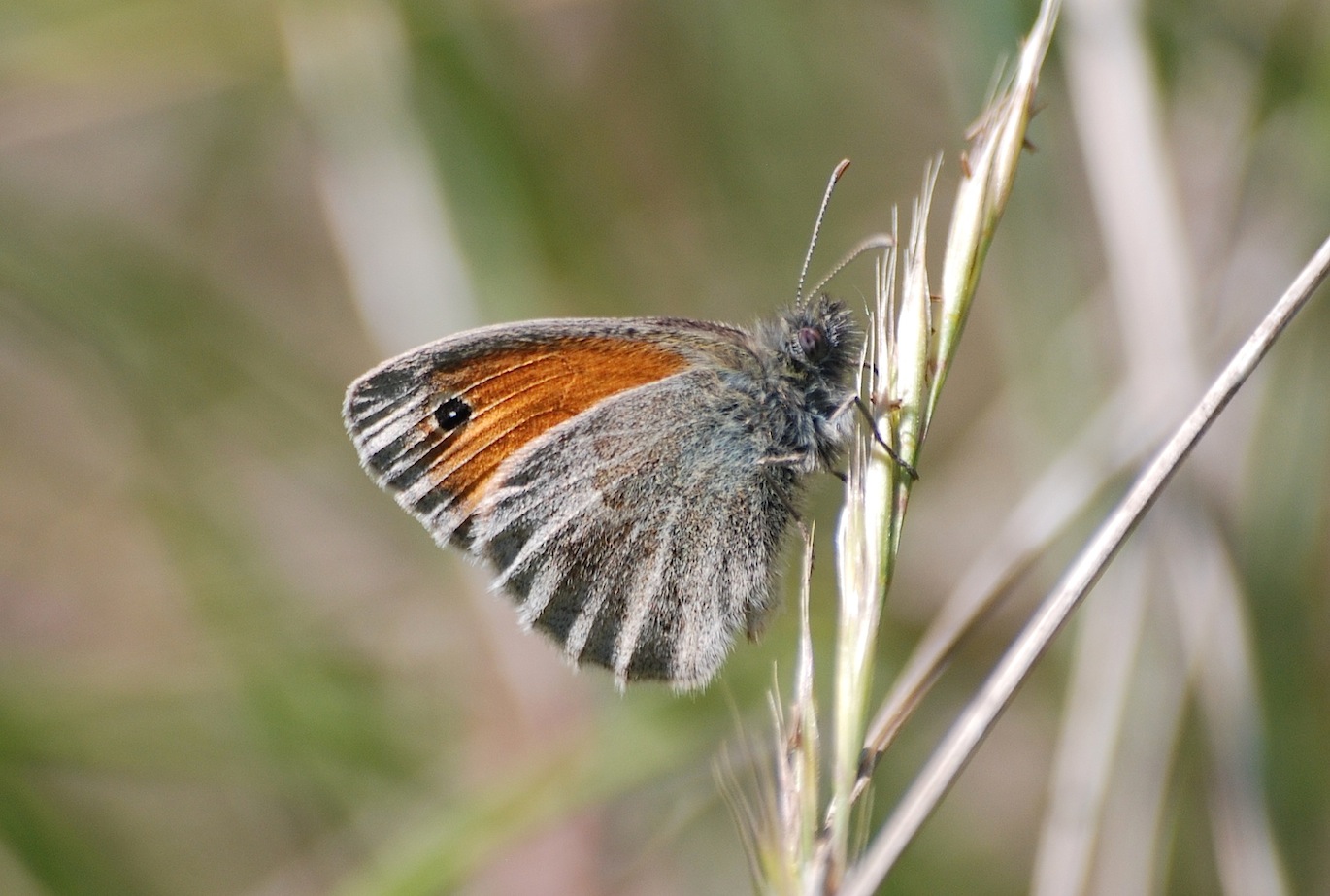 Coenonympha pamphilus